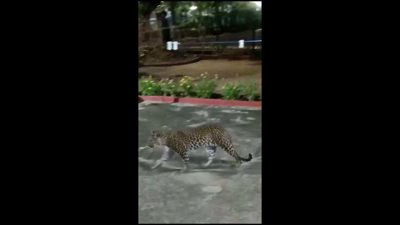 Tiger attack