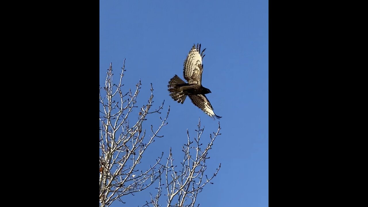 Hawk follows me on my walk, or keeps an eye on me?