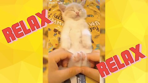 When the massage is just too good!!! + more cute clips