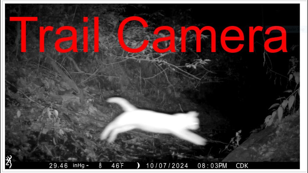 Trail Camera Adventure 11