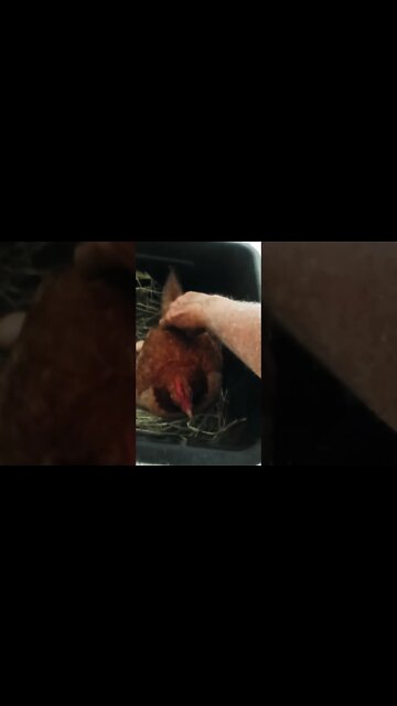 Good morning Forest on eggs talking today