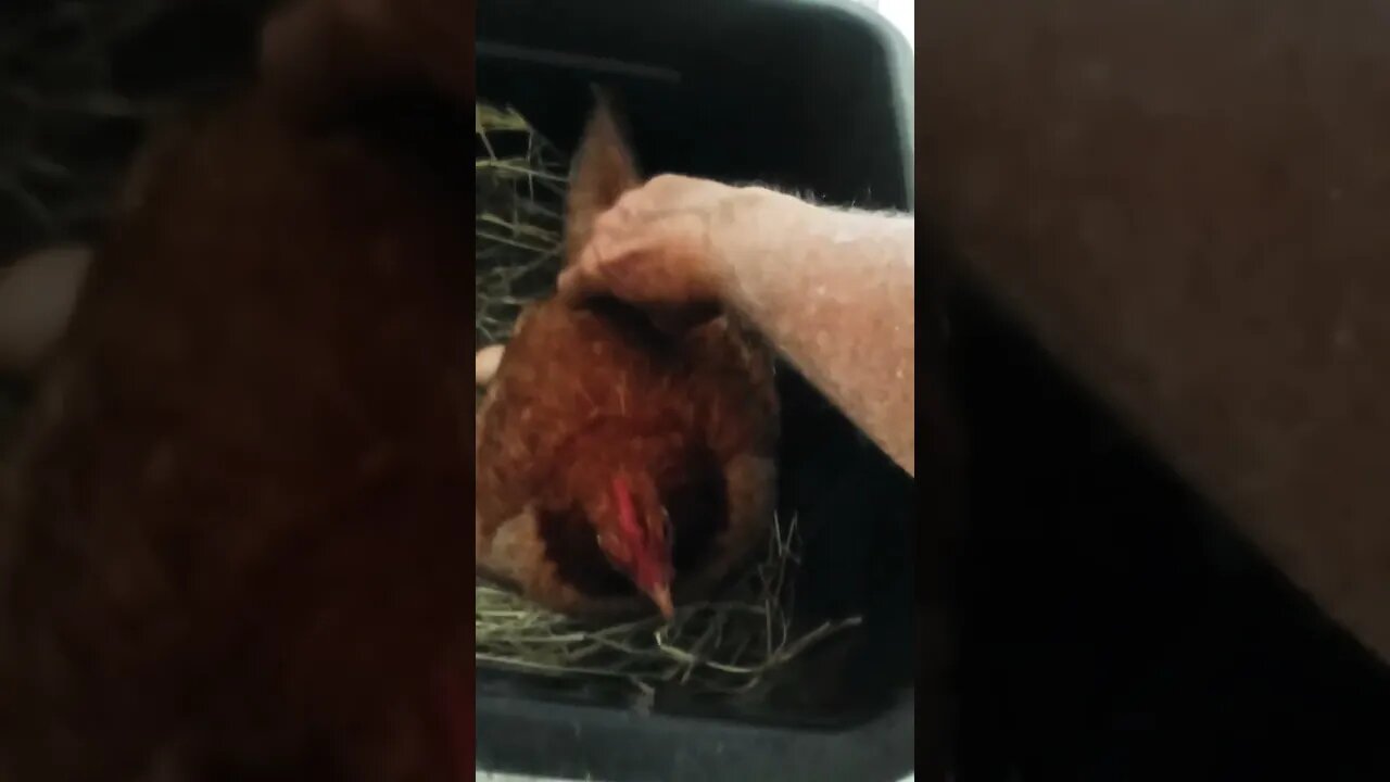 Good morning Forest on eggs talking today