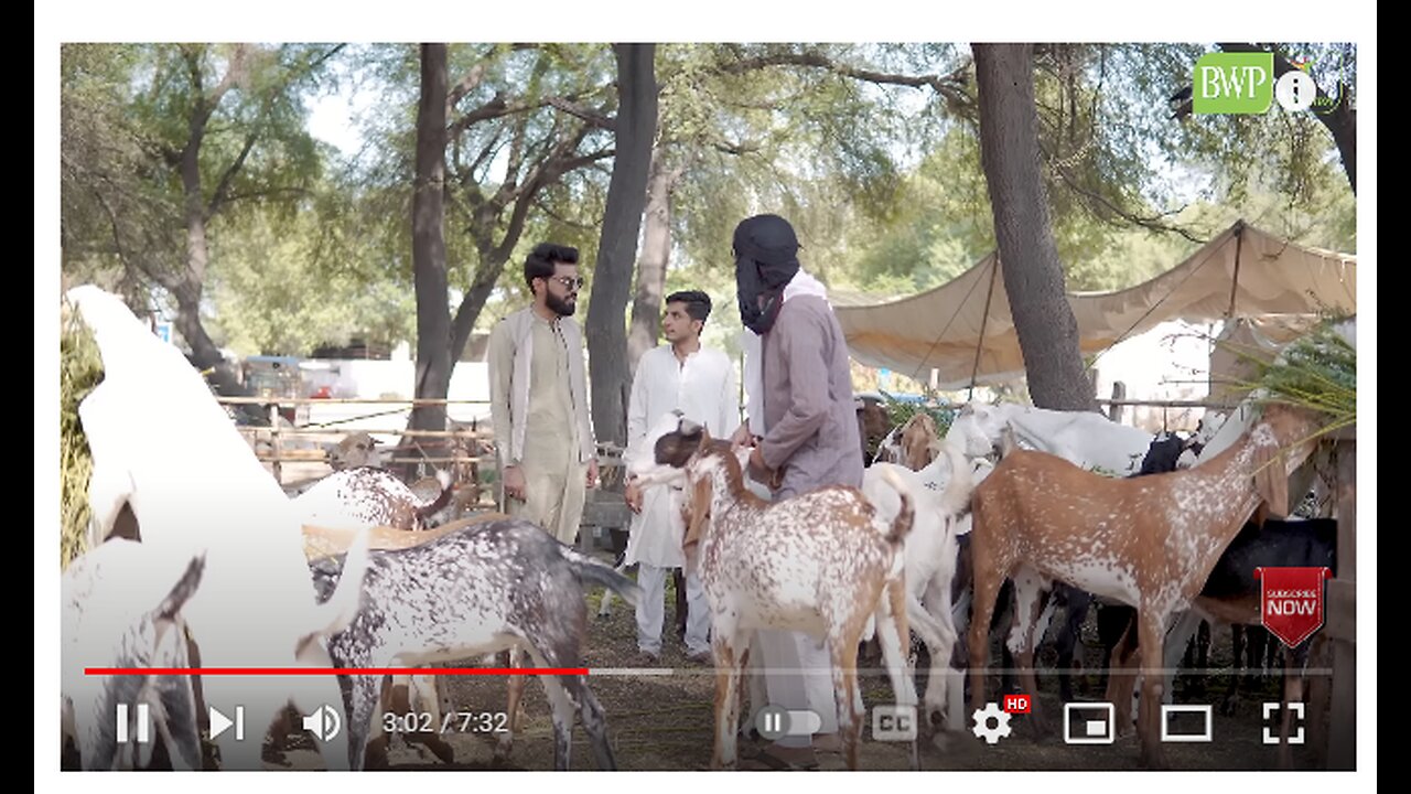 Qurbani ka Bakra | Bakra Eid | Bwp Production