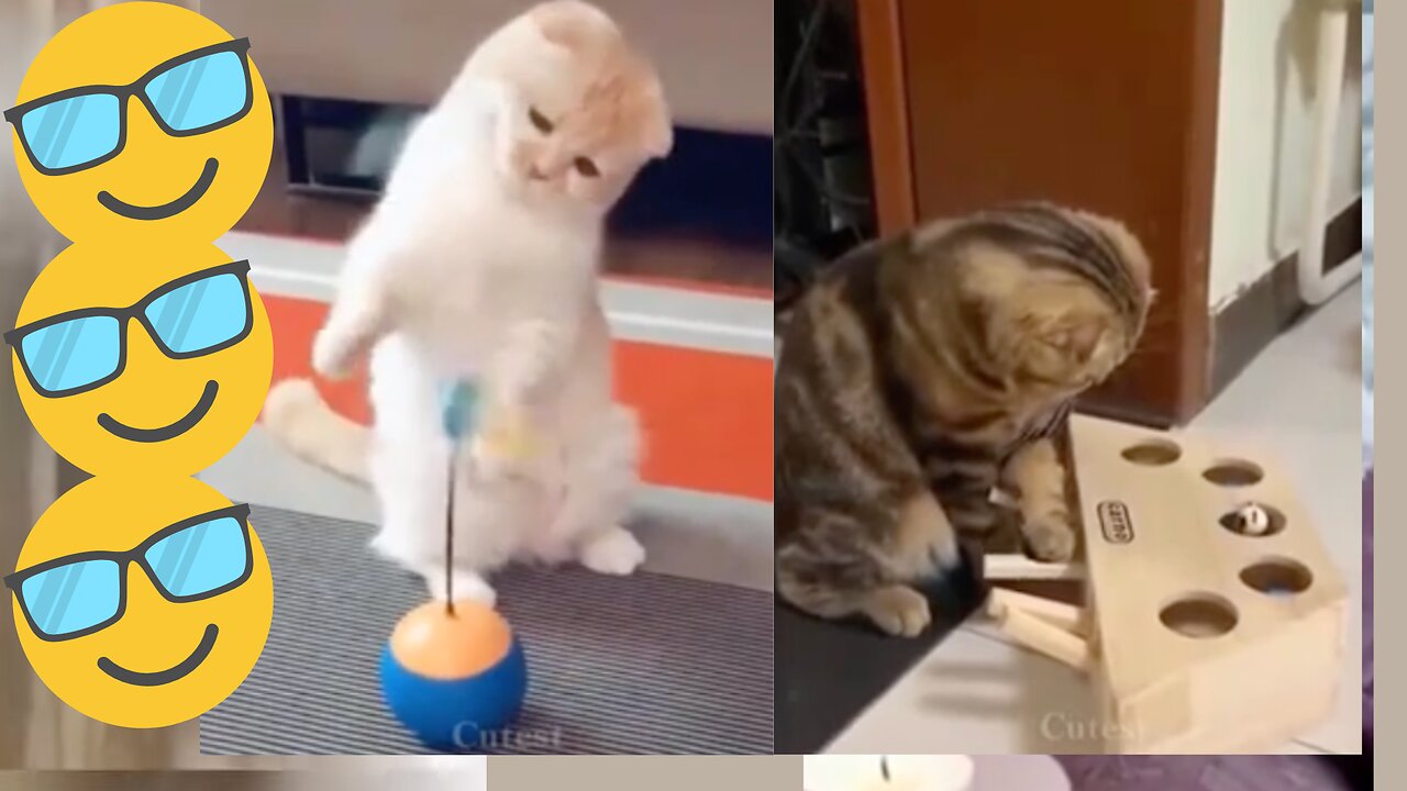 Funny animals videos 😂😂😂