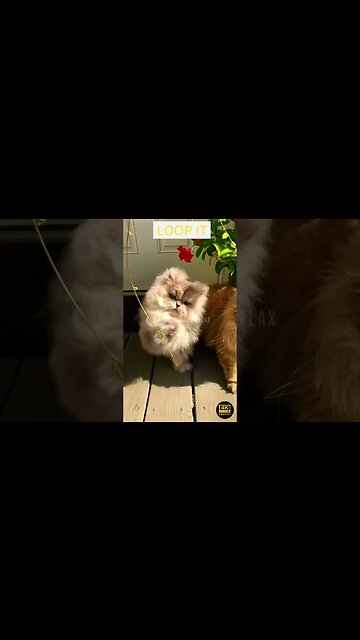 Smooth Jazz Music Cute Cat 4K Ultra HD - cute cats in 4k ultra hd | cute kittens | 4k tv | 4k retina