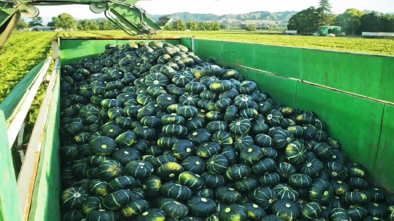 Amazing Agriculture Technology - Pumpkin,Squash,Sunflower Harvesting Machine - Modern Process Line