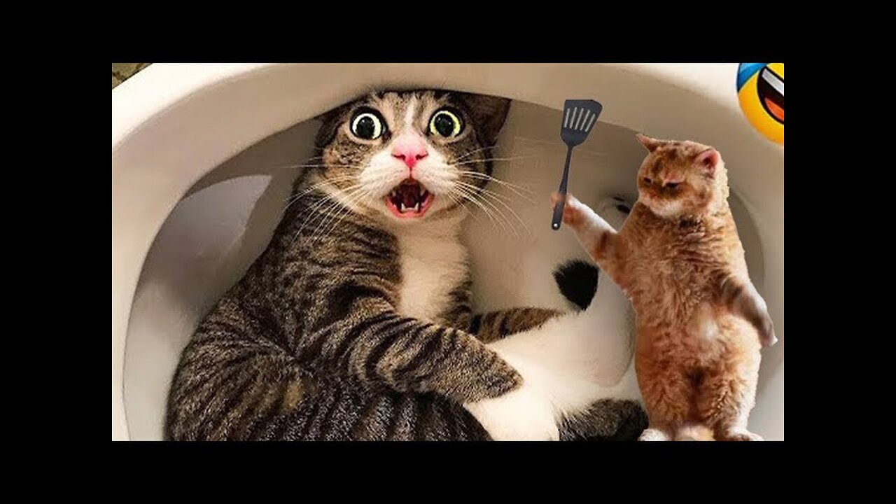 Funny Animals