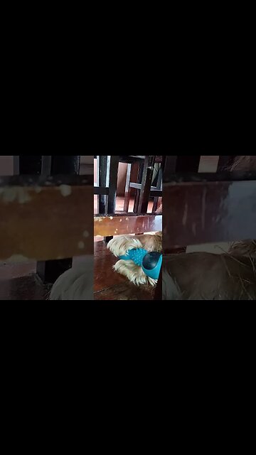 #dogshow , #animals , #dogs , #shorts