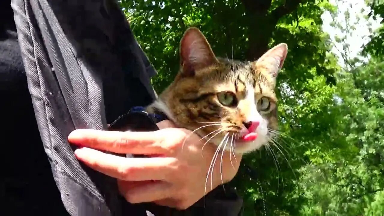 Cute Cat Goes on a Walk in Nature