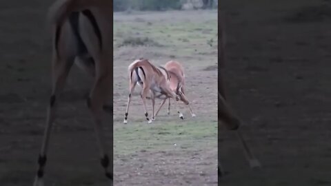 Watching Two Gazelle Battle it Out!🤔#shorts #safari #travel #travelling