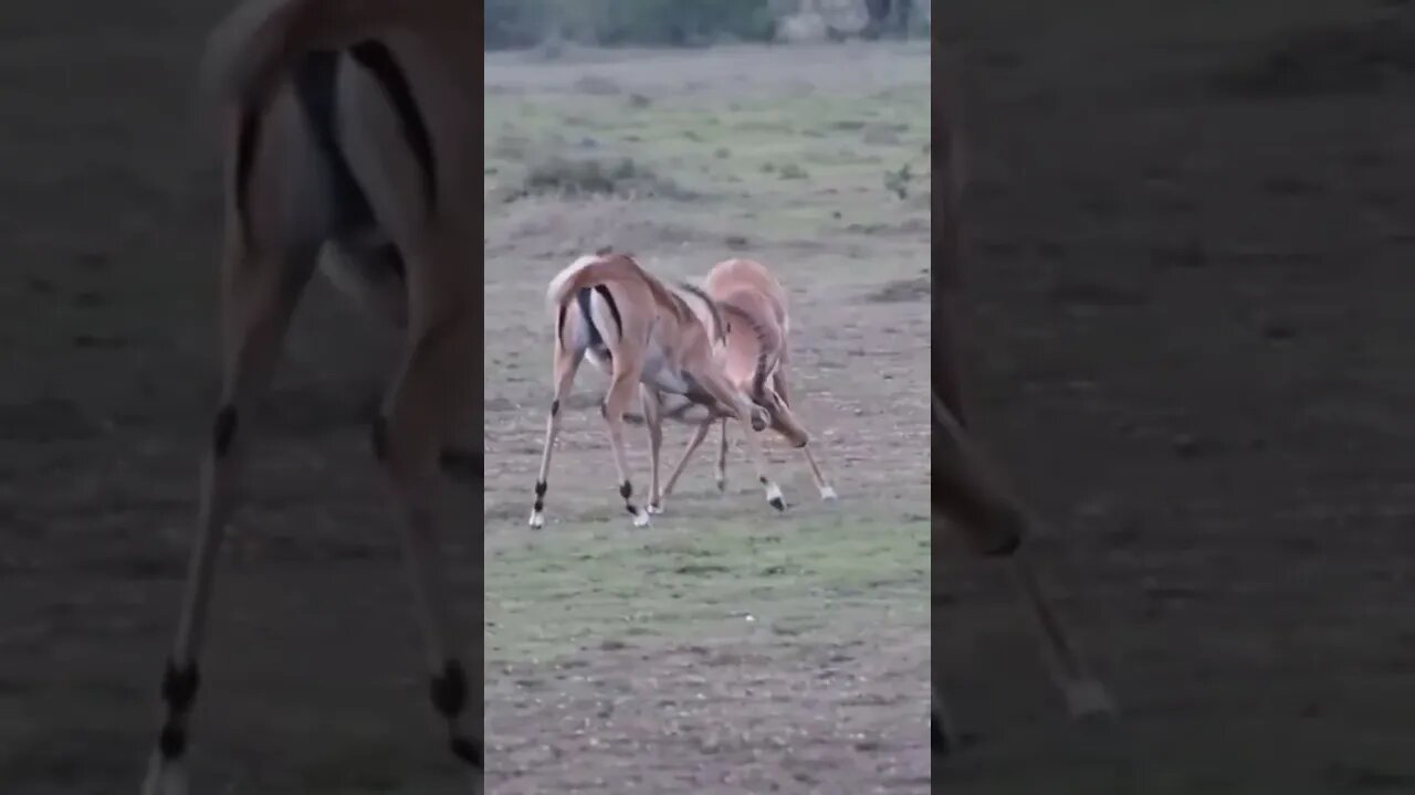 Watching Two Gazelle Battle it Out!🤔#shorts #safari #travel #travelling