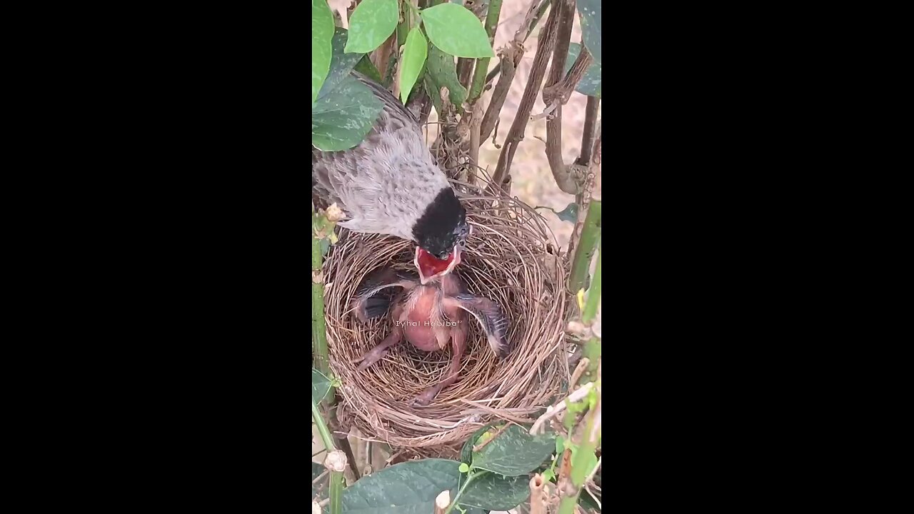 sparrow mother feed her child with very carefully