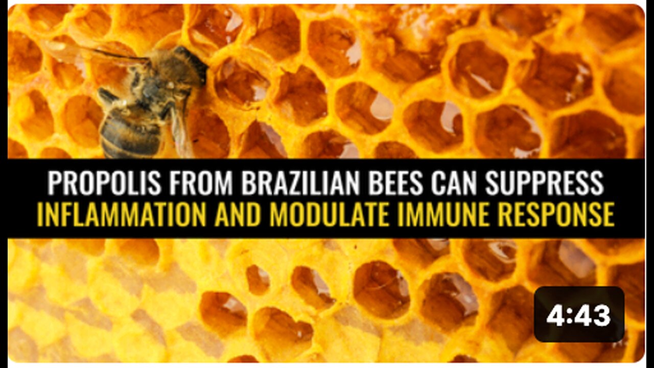 Propolis from Brazilian bees can suppress inflammation and modulate immune response