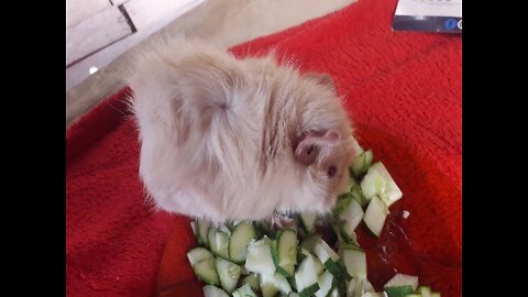 guinea pig scratching