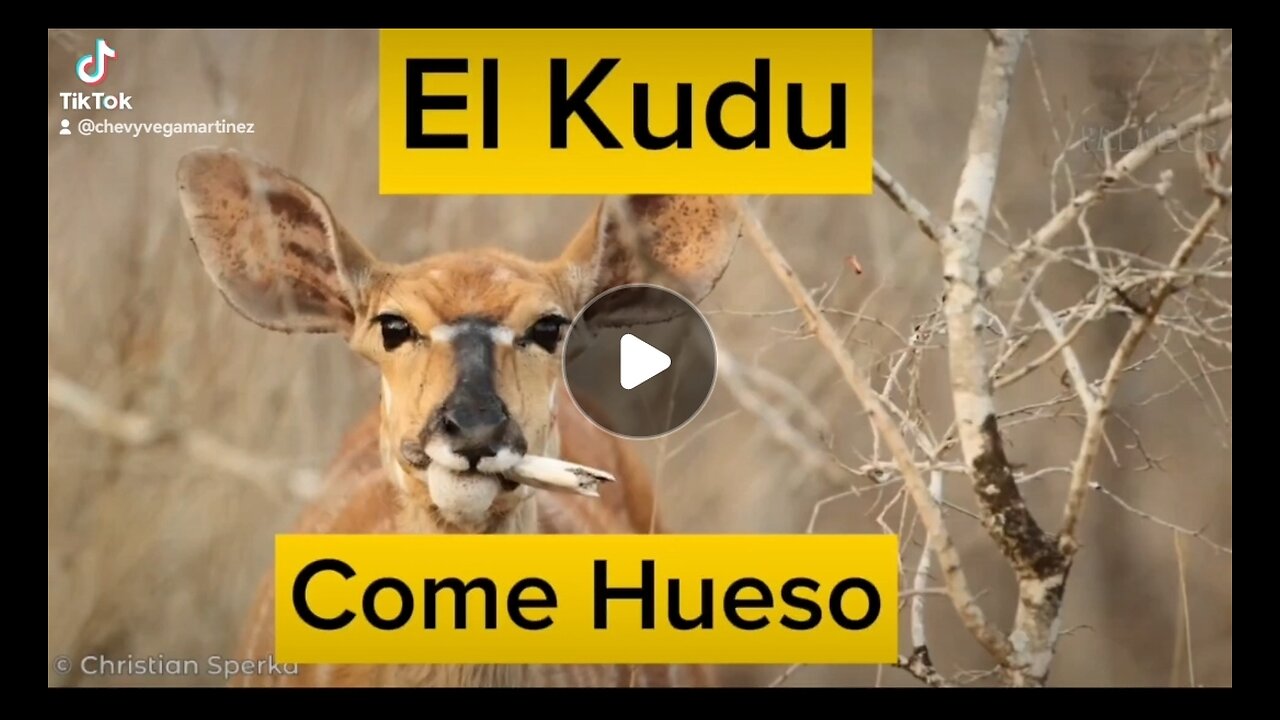 "Descubre al majestuoso Kudu, el 'come hueso' africano.