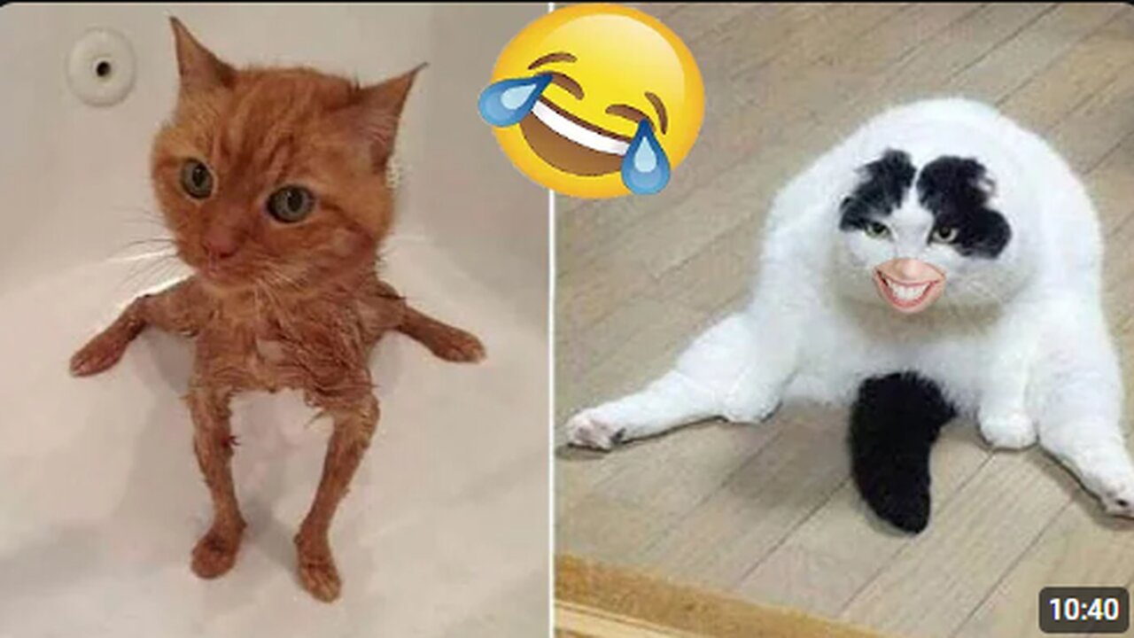 Funny animal videos