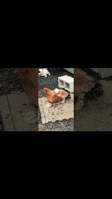 Hen looking after chicks, one was lost in torrential rains