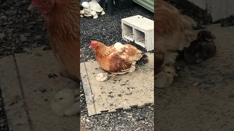 Hen looking after chicks, one was lost in torrential rains