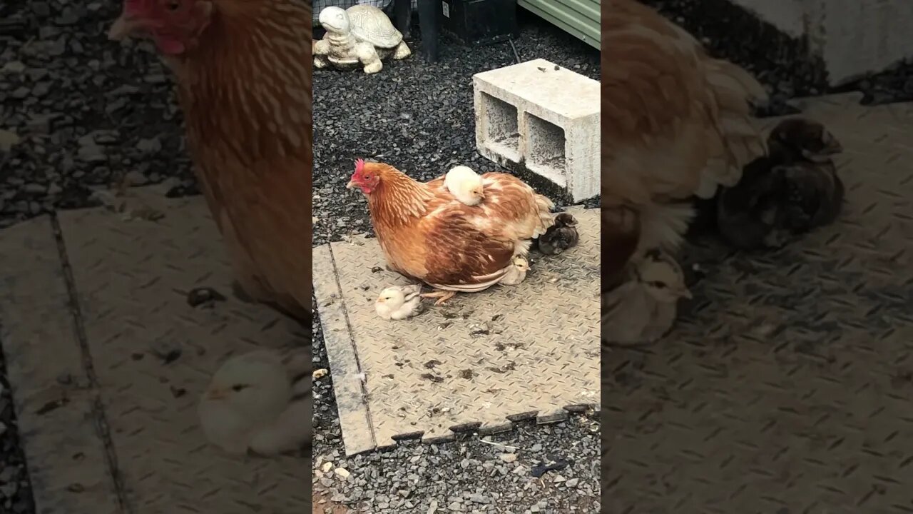 Hen looking after chicks, one was lost in torrential rains