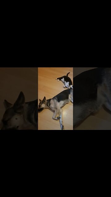 Maples Morning Snuggles With The Cat #cats #dogs #doggo #shortsvideo #shorts #dog #cat #huskymix