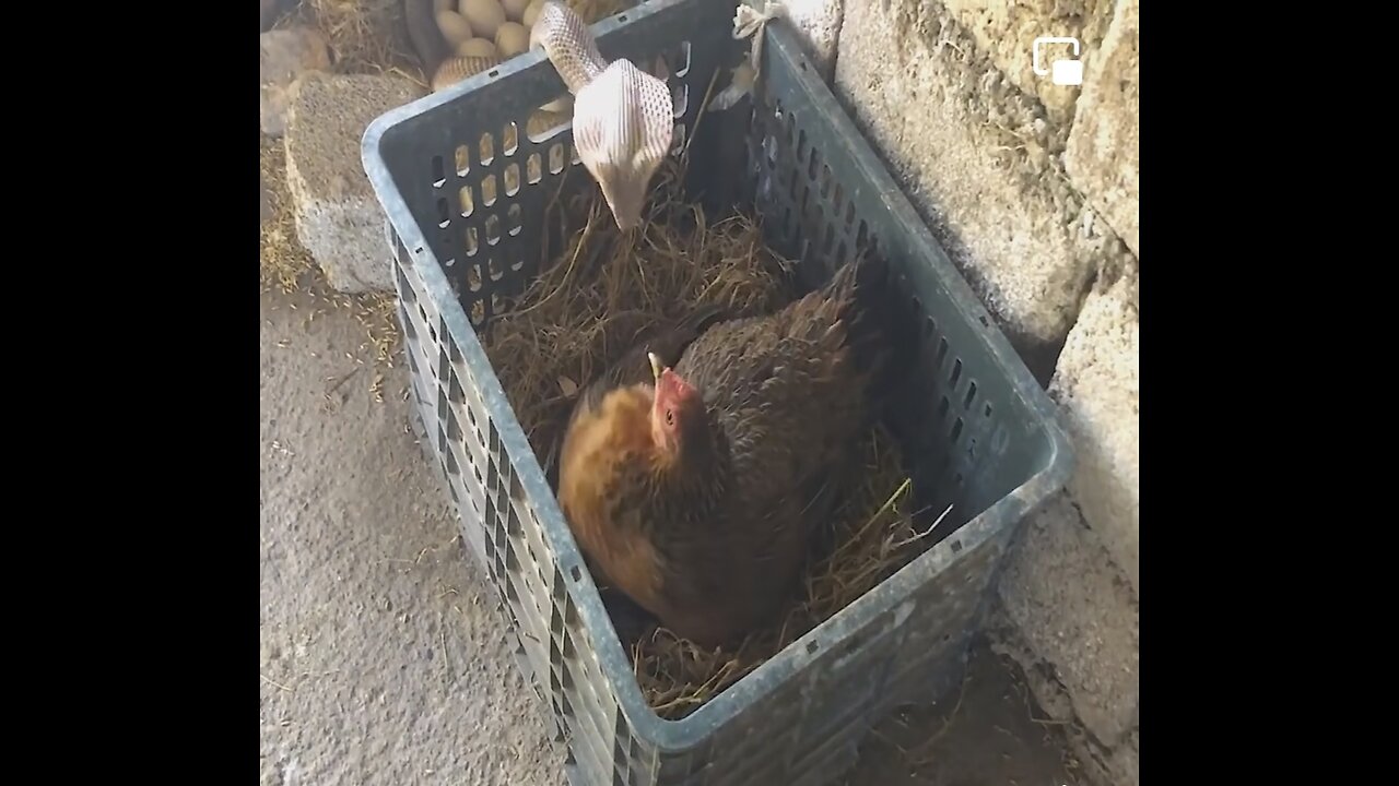 Mother Chicken vs Cobra Snake😮