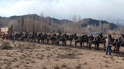 D'SOUZA BRINGS US 2000 MULES. IS THIS TRULY THE SMOKING GUN WE'VE BEEN WAITING FOR? LETS FIND OUT.