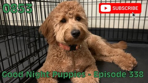 [0853] GOOD NIGHT PUPPIES - EPISODE 338 [#dogs #doggos #doggos #puppies #dogdaycare]