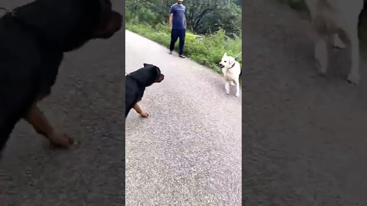 Rottweiler vs Labrador