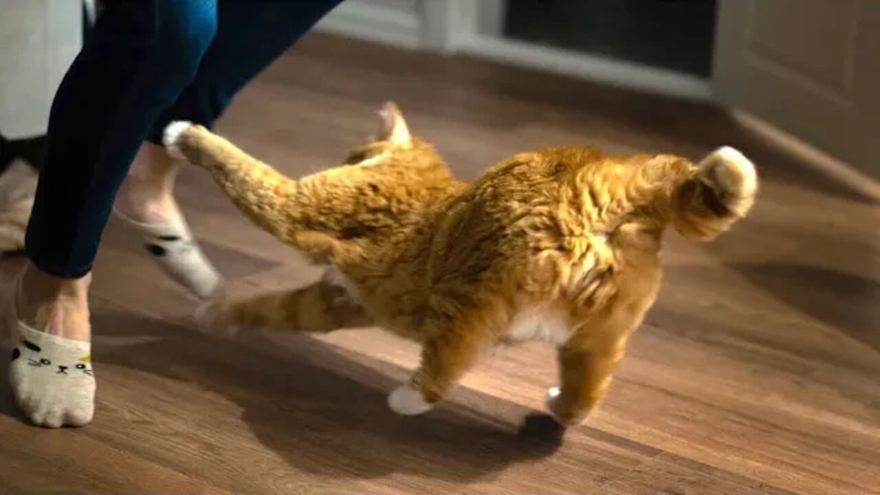 Try NOT to Laugh! 😹 What Happens When a Cat Watches Too Much Hip-Hop? BREAK DANCING! (#54) #Clips