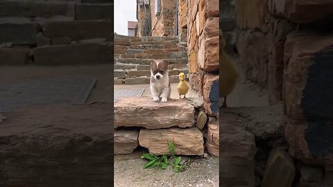 Its Very Cute Video #shorts #catvideos #cat