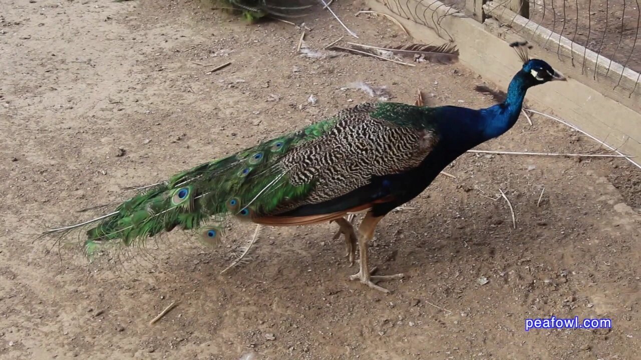 Age Of Peacocks, Peacock Minute, peafowl.com