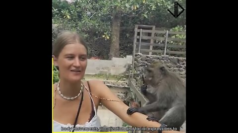 Funny Monkey Videos