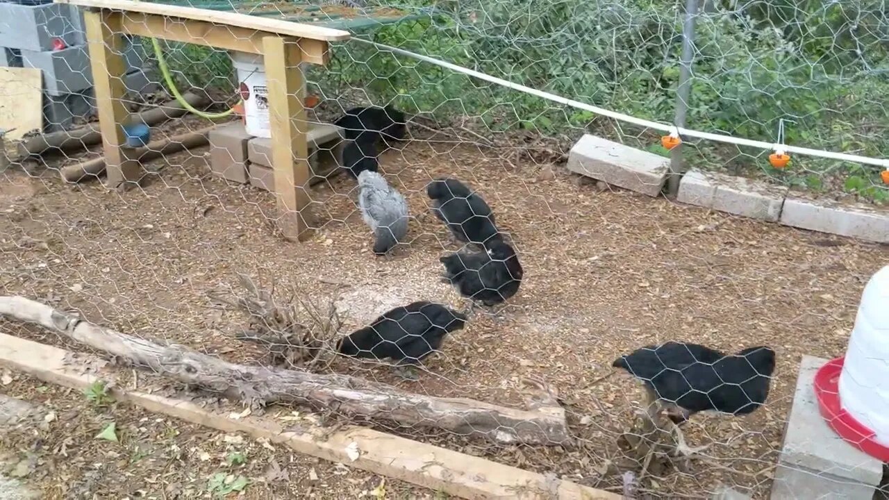30 seconds of chickens part 14 Chicks Chicken out their new digs