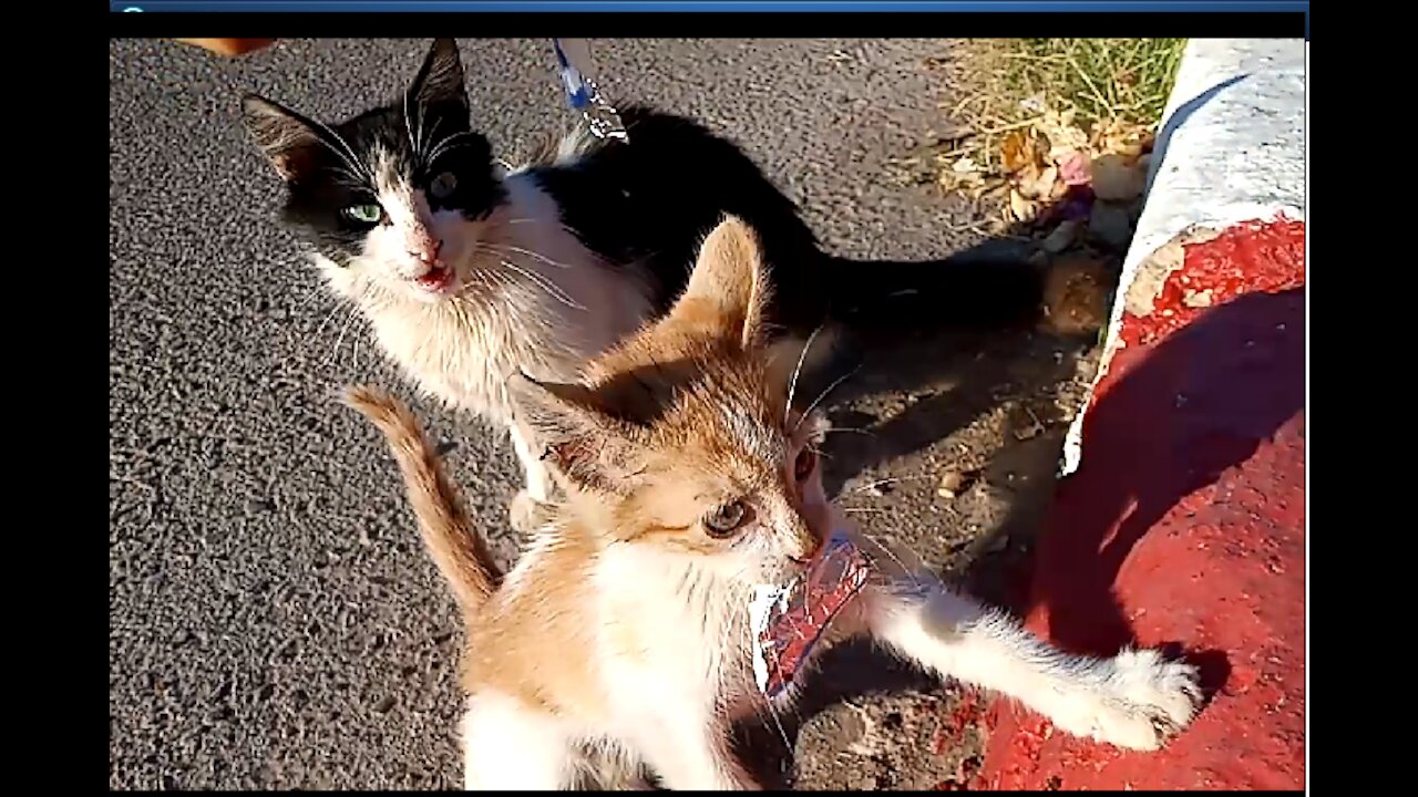 A cat noticeably shocked by eating cheese fights with a funny ferocity