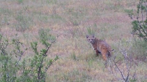 Bobcat Walking and Looking Back