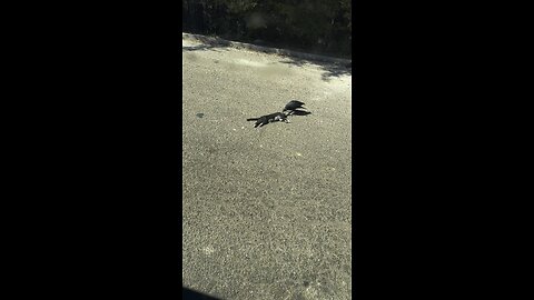 Roadkill1