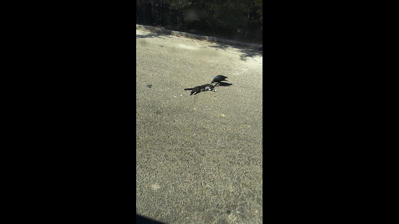 Roadkill1