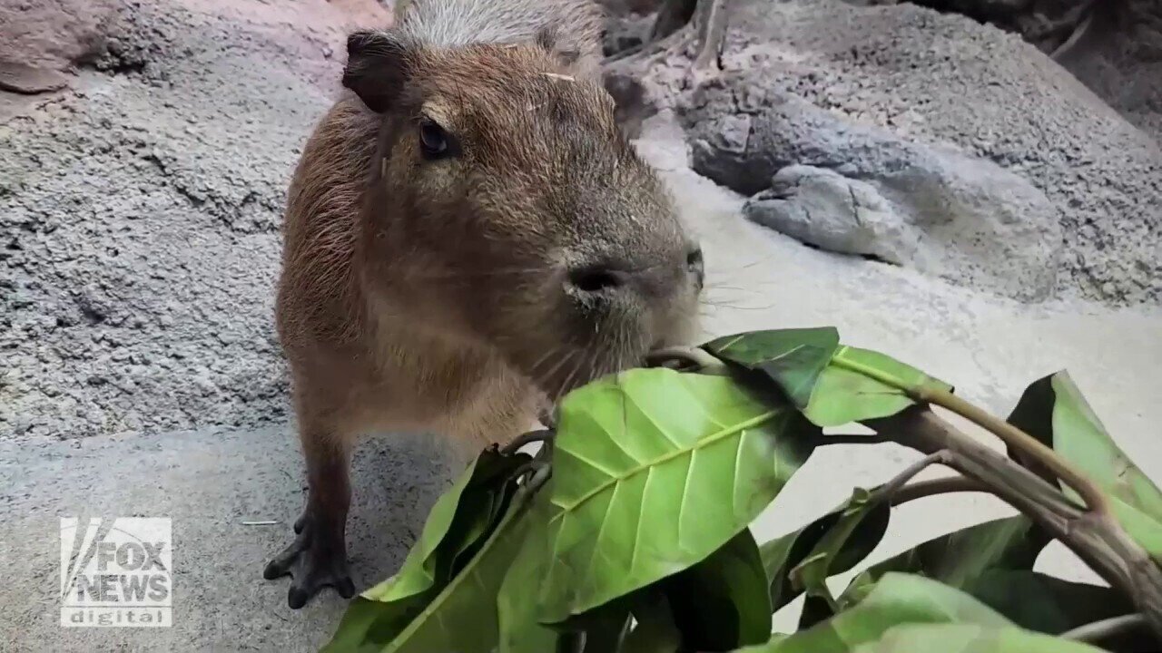 Denver Zoo Celebrates 'Capybara Appreciation Day'