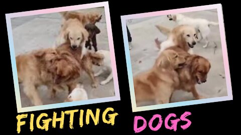 FIGHTING DOGS | TRY NOT TO LAUGH!