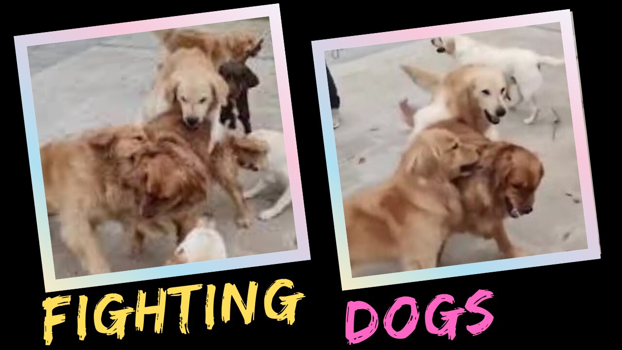 FIGHTING DOGS | TRY NOT TO LAUGH!