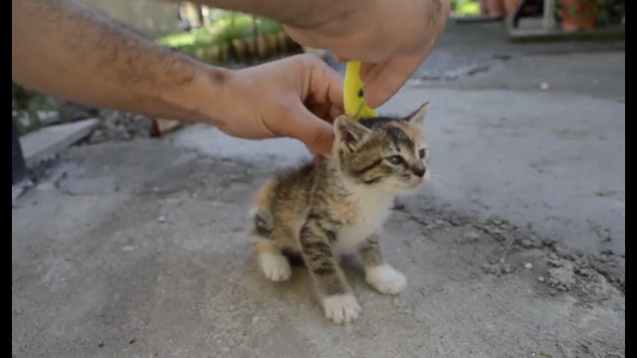 How to scruff a kitten