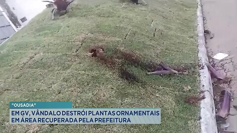 Ousadia: Em GV, Vândalo Destrói Plantas Ornamentais em Área Recuperada pela Prefeitura.
