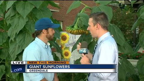 Giant sunflowers towering over Greendale