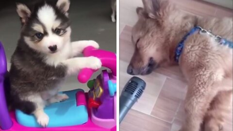 cutest moment of the animals - Cutest Puppies