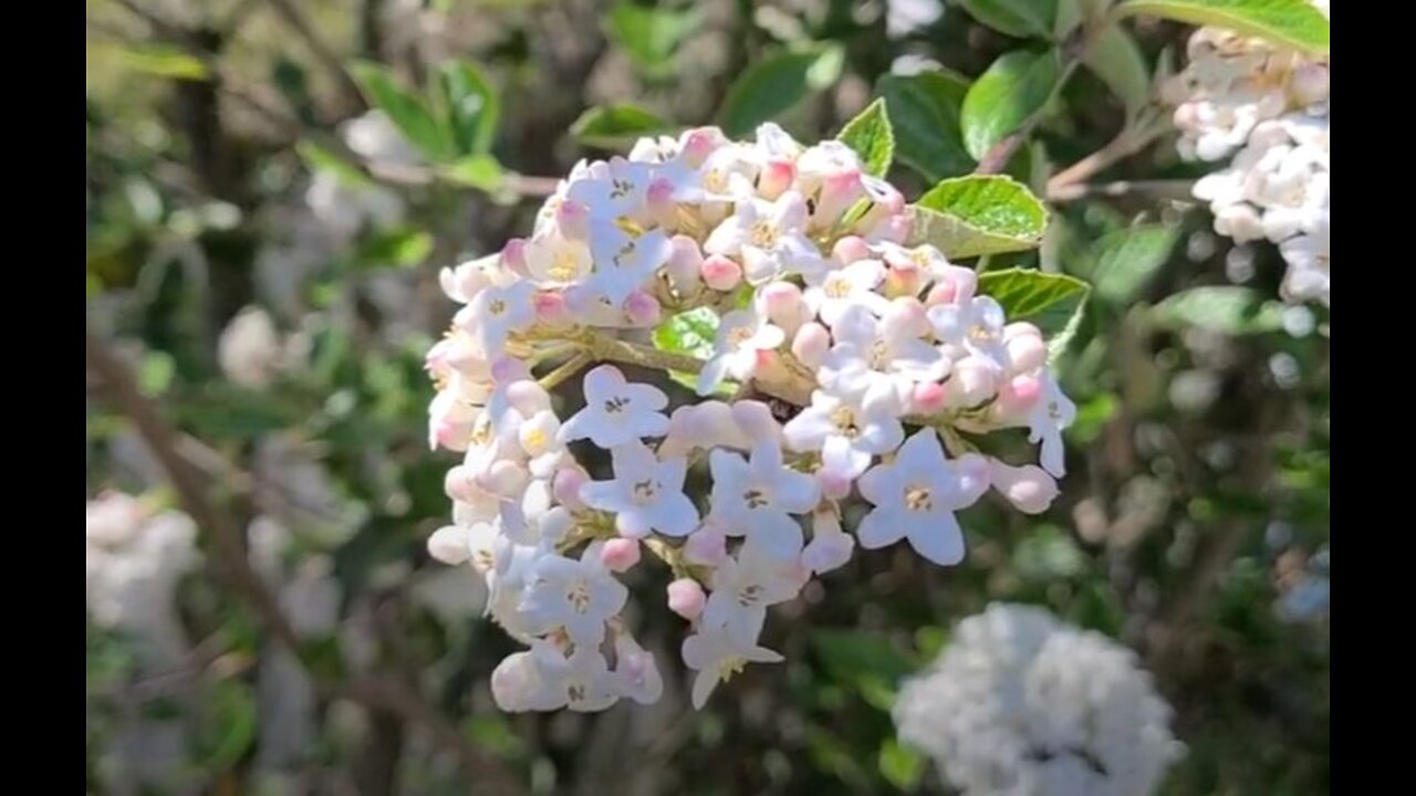 Pruning Burkwood Viburnum, also known as Mohawk Viburnum