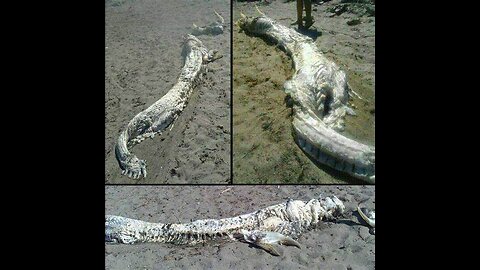 Sea Dragon - Leviathan - Myrtle Beach, South Carolina
