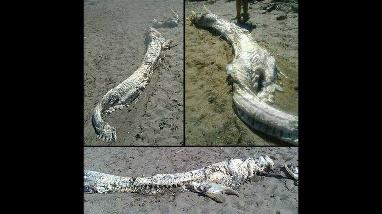 Sea Dragon - Leviathan - Myrtle Beach, South Carolina