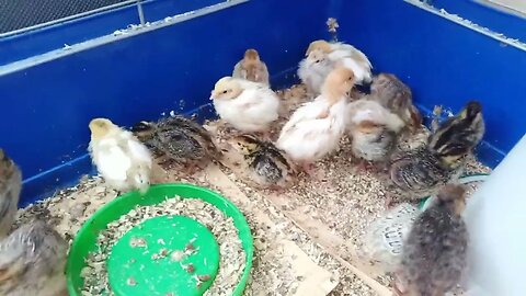 Coturnix Quail at 2 & 1/2 weeks