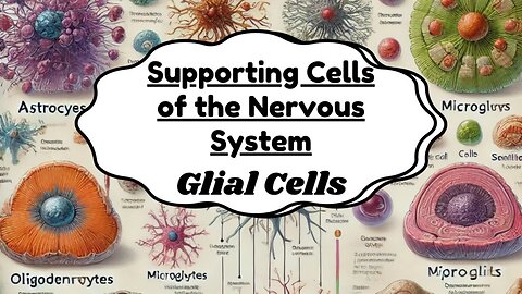 Supporting Cells of the Nervous System (Glial Cells) | Structure, Types & Functions | Novice Medic