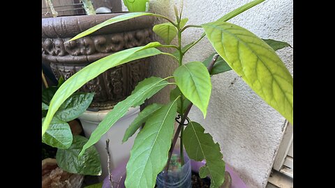 Avocado plant